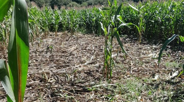 Una de las fincas atacadas por jabal�es en los �ltimos d�as en Negreira