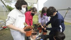 Los huertos. Al aire libre o bajo abrigo, la horticultura es una de las actividades m�s deseadas por los ni�os. Ahora empiezan a prepararlos para plantar lechugas o pimientos, productos que ver�n crecer y podr�n recolectar antes de que termine el curso. En el caso de los invernaderos, muchos se han dedicado a cuidar los primeros momentos del crecimiento de  �rboles aut�ctonos, despu�s de utilizar los semilleros repartidos por las clases. Es el caso de la instalaci�n del colegio Otero Pedrayo de A Laracha, que aparece en la imagen. Como en otros muchos casos, los alumnos est�n encantados con la actividad, aunque ahora tengan que ir menos veces y en grupos m�s peque�os. A pesar de todo, habr� cosechas en buena parte de los centros