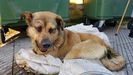 Abandonan un perro apaleado en un contendor de basura en Oviedo