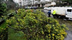 Una acacia se desplom� sobre cuatro �rboles en Caranza