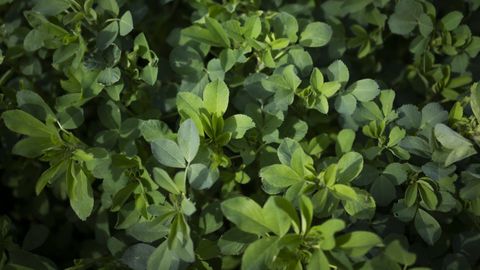 Imagen de archivo de unas plantas