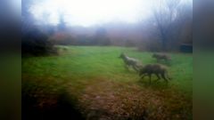 Manada de lobos en los montes de Lugo