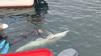 El delfn Manolio en una de sus ltimas apariciones en Ferrol