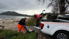 El GES de Muros retir cuatro delfines varados en Louro.