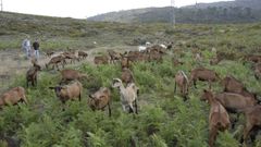 La escuela formar� en ganader�a extensiva caprina y ovina