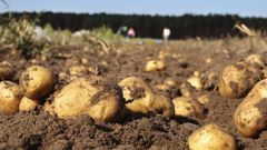 Los fabricantes abogan por m�todos como reciclar nutrientes del suelo para garantizar el rendimiento. En la imagen un campo de patatas.
