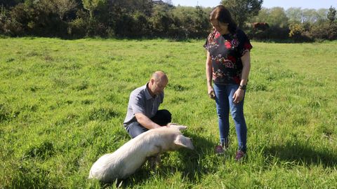 Varios animales, como cerdos y ovejas, viven en la finca.