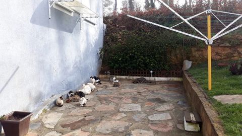 Gatos de la colonia de Rubin, que segn Miau Lemos tendra que ser cuidada por el Ayuntamiento 