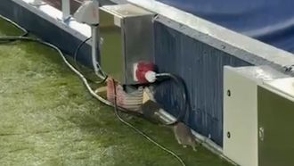 Una rata, en el c&eacute;sped del Camp Nou.