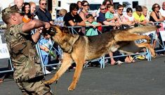 La demostraci�n canina congreg� a un numeroso p�blico en el recinto ferial.
