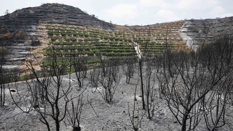 Superficie calcinada en el t&eacute;rmino municipal de Vilavella, en la provincia de Castell&oacute;n.