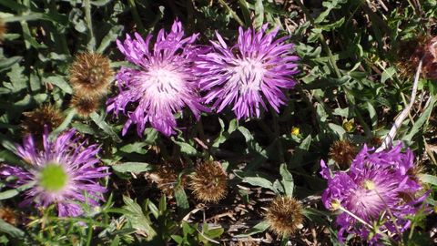 �Centaurea corcubionensis� (La�nz).�End�mica de las comarcas de Berganti�os, Soneira, Muros, Fisterra, Noia y Xallas, crece en matorrales bajos y taludes de caminos. Es sensible a la construcci�n de carreteras y repoblaciones