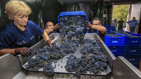 Entrada de uva en una bodega de Ribeira Sacra en la última vendimia