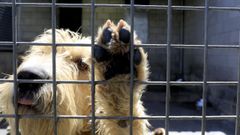 Imagen de archivo de uno de los perros alojados en las instalaciones de Bando