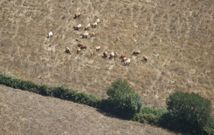 <span lang= es-es >El ganado se est� quedando sin pasto en toda la provincia debido a la sequ�a. Esta foto fue tomada ayer en las cercan�as de Paradavella, en A Fonsagrada. </span>