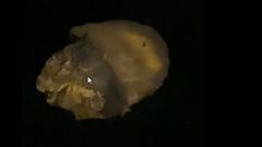 Medusa gigante en el muelle de Muros