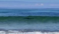 V�deo de�un tibur�n nadando a pie de playa en Fontela, Barreiros