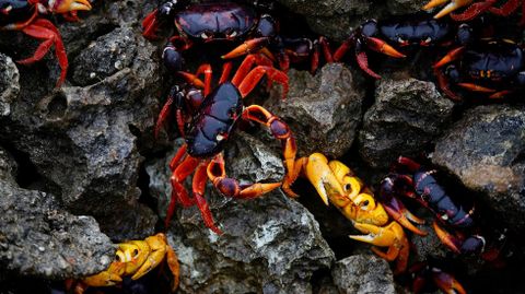 Cangrejos rojos caminan desde los bosques al mar para desovar en playa Gir�n (Cuba)