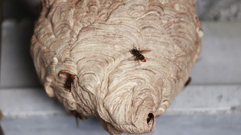 Un nido de avispa velutina encontrado por un vecino de Teixeiro en el cobertizo contiguo a su casa.