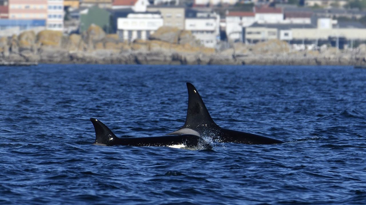 Tres grupos de orcas tuvieron en jaque a los navegantes en la ría de Arousa