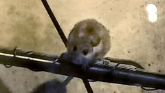 Ratas en la Calle Purificaci�n Saavedra