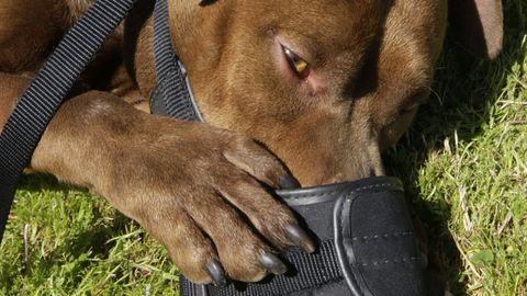 Imagen de archivo de un perro de raza pit bull