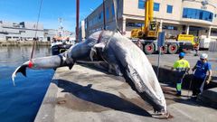 As� es la ballena azul que apareci� en Vigo