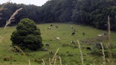 Imagen de archivo de vacas pastando en la provincia de Lugo