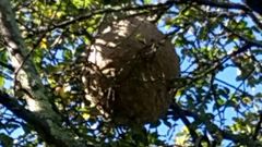 Nido de avispa velutina