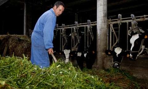 El ganadero ha tenido que cambiar la alimentaci�n a la vacas para para que dejen de dar leche. 