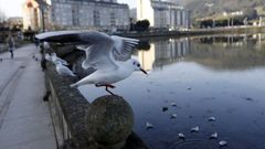 Gaviotas en el paseo mar�timo de Viveiro