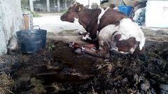 Granjas lecheras denunciadas