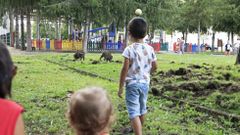 Unos ni�os miran c�mo unos jabal�es buscan comida en el c�sped del parque Doutor L�pez Su�rez, en agosto del 2016