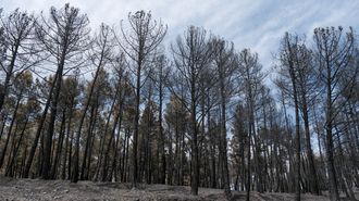 El incendio que se inici� el pasado jueves en La Mierla, en la Sierra Norte de Guadalajara, ha afectado ya a unas 5.400 hect�reas desde que fue detectado, el 90 por ciento de la superficie afectada perteneciente al Parque Natural de la Sierra Norte, y ha hecho necesario evacuar otra localidad, con lo que ya son 12 los municipios desalojados con unas 600 personas desplazadas.