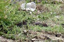 Los roedores buscaban ayer comida entre las hierbas y los restos de basura en A Concha.