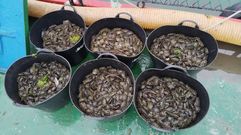 Retirada de depredadores de los bancos marisqueros de la r�a de Pontevedra, en este caso, cangrejo verde y caracolillo