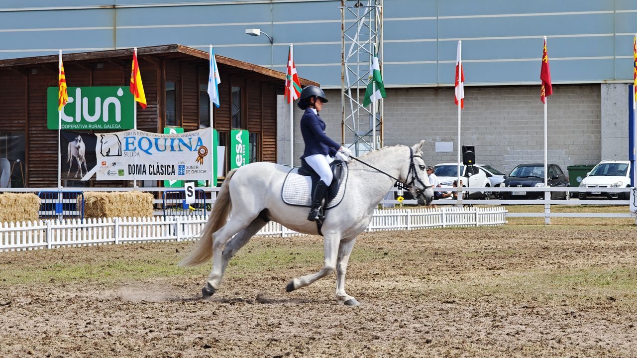 Equina arranca hoy su edición más espectacular en Silleda