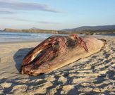 El cet�ceo lleva seis d�as en el arenal. 