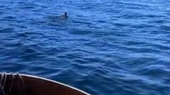 Un corzo a nado por Caldebarcos