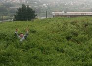 La finca de Benito Feal est� rodeada por los helechos de las parcelas de al lado. 