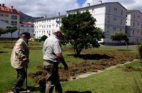 Los cerdos salvajes levantaron el campo en busca de comida junto al monumento a la Pescantina. 