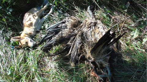 Los cadveres de un perro y un buitre aparecen colgados de un rbol en Lena.Los cadveres de un perro y un buitre aparecen colgados de un rbol en Lena