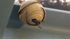 Nido de avispa asi�tica detectado en Gij�n.Nido de avispa asi�tica detectado en Gij�n