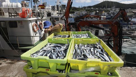 A principios de mes, bancos de bocarte concentraron a parte del cerco en puertos como Celeiro, pero ahora en el noroeste solo pueden capturar ese pescado si compran cuota en el Golfo de Cdiz