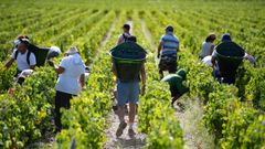 Trabajadores en un vi�edo de la zona de Burdeos (Francia)