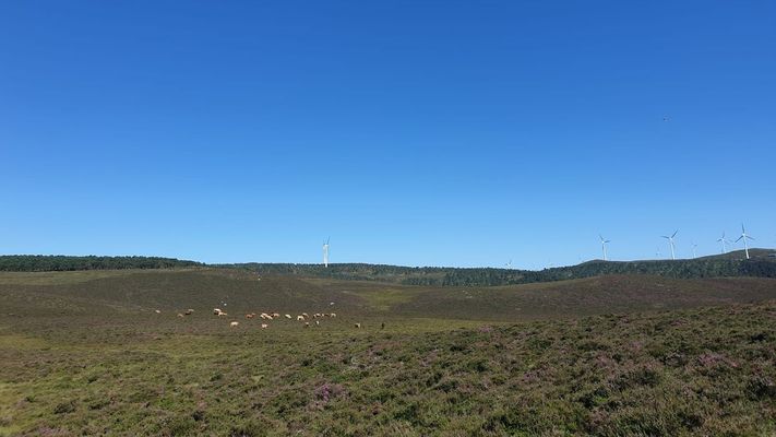 Imagen de archivo de un monte con ganado en Vilalba