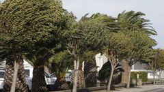 El viento sopla fuerte en la toda la comarca. En la imagen, árboles en Celeiro