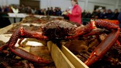 Un espl�ndido centollo gallego fresco subastado en la lonja de Cambados (foto de archivo)