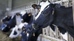 Imagen de una granja dedicada a la producci�n l�ctea, las que concentran en Galicia buena parte de los pagos de la PAC 