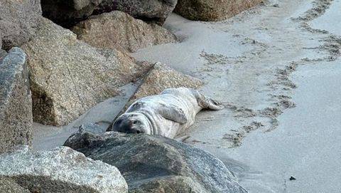 El ejemplar de foca gris descansa junto al muelle viejo del puerto de Laxe, en la playa del casco urbano.